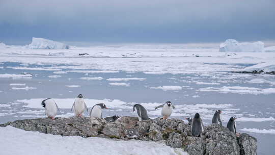 南极洲海上巴布亚企鹅野生生活的时间推移。