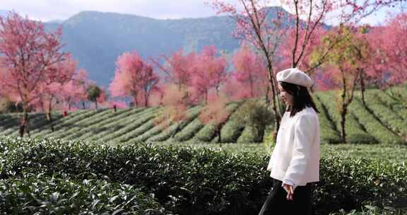 女子在樱花茶园里抚摸茶叶唯美