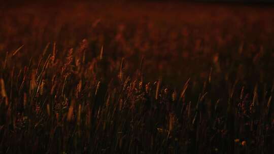 夕阳下的草随风摇摆傍晚时分秋天风景视频素材模板下载