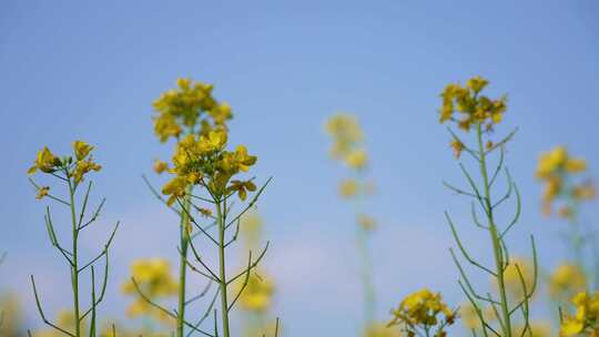 4K菜花油菜花春天野油菜花树木公园郊游