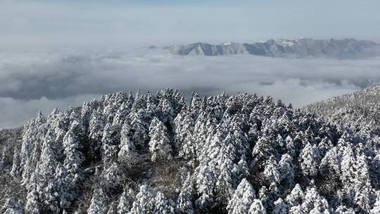 航拍湖北神农架冰雪雪松雪景