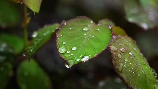 春天下雨天树叶雨滴水滴水珠的治愈风景