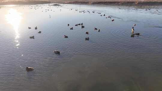 航拍鸟类栖息地 航拍鸟 湿地 航拍湿地