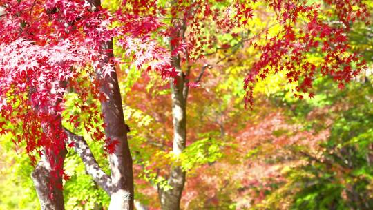 秋天树叶视频视频素材模板下载