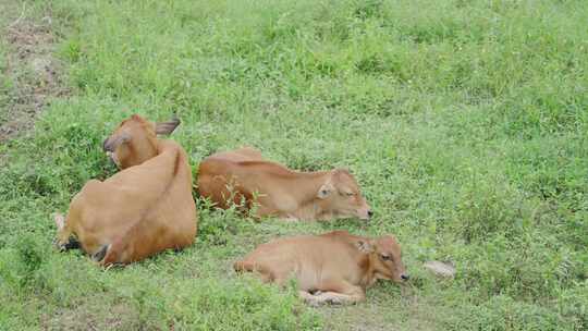 草原上的黄牛在休息和反刍视频素材模板下载