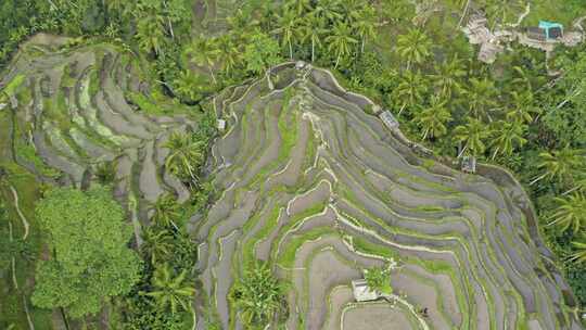 热带，稻田，稻田，种植园