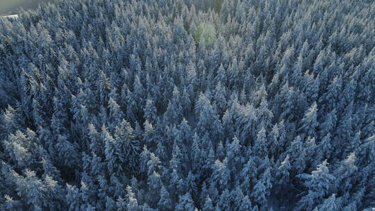 白雪覆盖的云杉林鸟瞰图