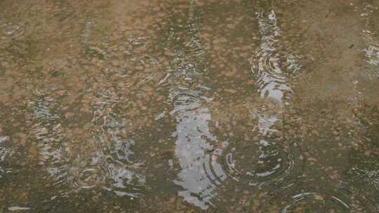 下雨天桂花树金桂八月桂花植物水滴升格