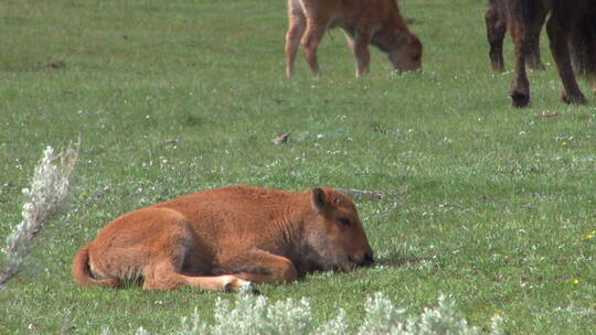 野牛宝宝吃完草躺在草地上