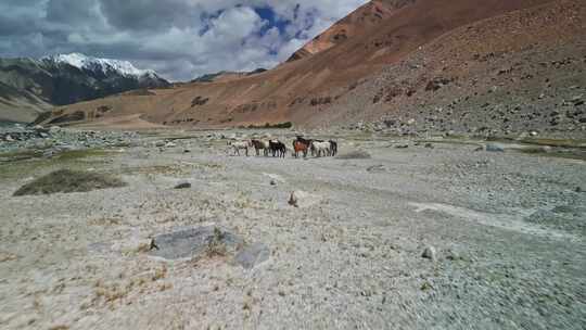 西藏山区奔跑的马群