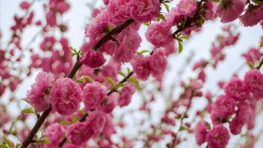 花树春天桃花小桃红