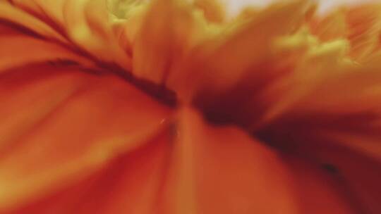 微距橘黄色雏菊视频素材模板下载