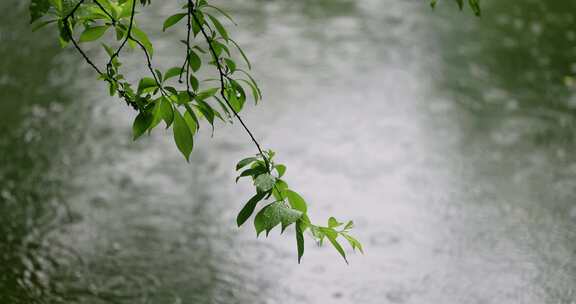 大雨雨水雨滴湖面波纹绿叶唯美意境