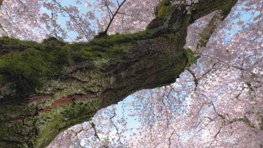 美国，西雅图华盛顿，樱花，鲜花