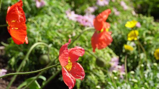 橘红色野花鲜花开花