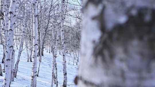 冬季森林白桦林蓝天白云雪景