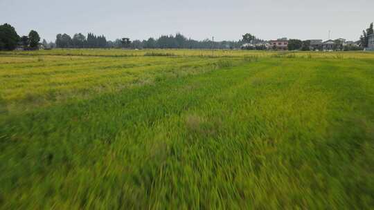 低空麦田飞行航拍