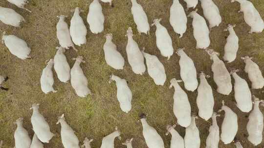 一群在生态清洁区野外放牧的绵羊鸟瞰图