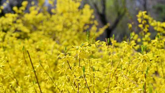 春天盛开的黄色连翘迎春花朵特写