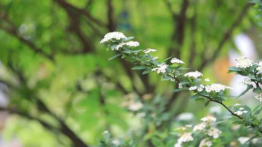 麻叶绣线菊，菊花视频素材模板下载