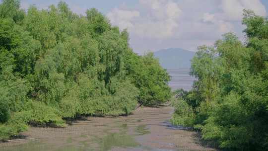 广东深圳湾滨海公园，红树林海洋生态