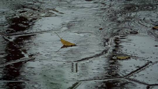 下雨路面雨滴落叶视频素材模板下载