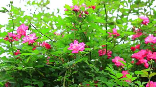 春天盛开的月季花实拍素材