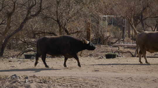 非洲大角牛慢动作视频素材模板下载