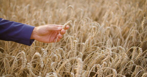 农民手中拿着小麦的谷物