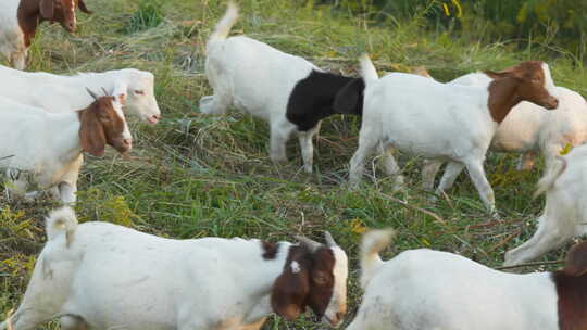 夏天清晨成群结队的山羊觅食视频素材模板下载