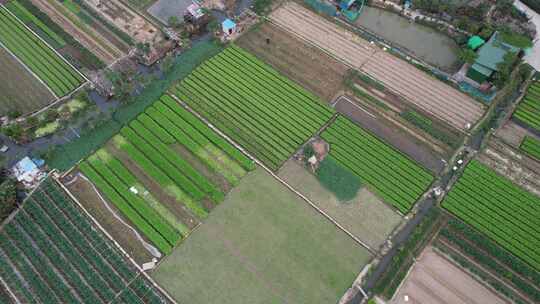 农业基地农作物种植航拍