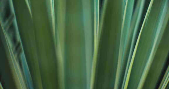 室外蓝色龙舌兰植物特写，浅景深。BMPC