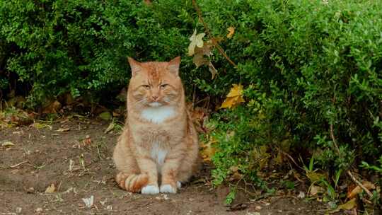 猫野猫流浪猫小雨秋季