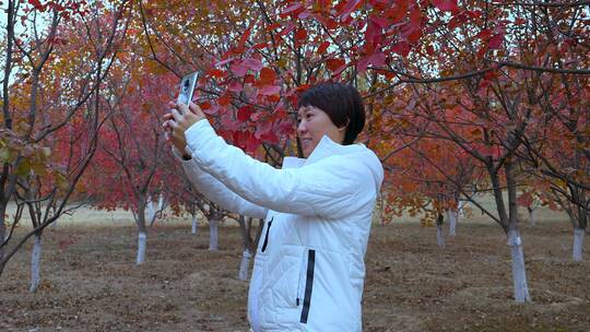 秋游枫树林用手机拍照红叶的东方年轻女性视频素材模板下载