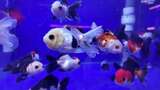 水族馆的鱼高清在线视频素材下载