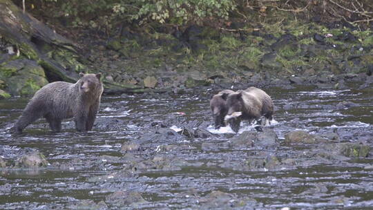 在河里捕捉鲑鱼的熊