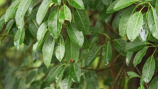 雨落在植物叶子上