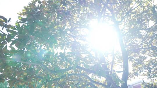 4k阳光透过树叶树叶逆光唯美空境树林森林