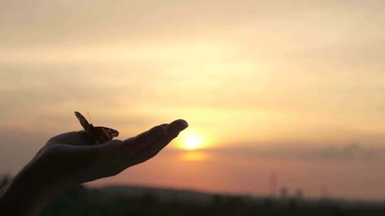 蝴蝶在人的手掌上，信任、自由、轻松