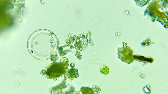 科研素材 微生物原生生物硅藻视频素材模板下载