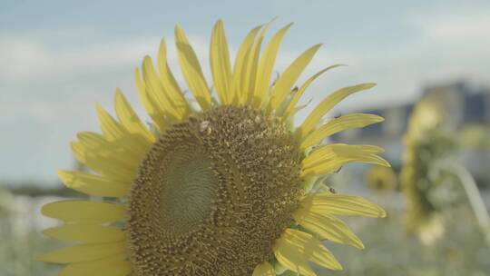 向日葵 蜜蜂采蜜视频素材模板下载