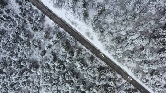 汽车行驶在大雪纷飞的鲁朗林海中的川藏公路