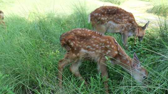 梅花鹿 散养梅花鹿天然生态