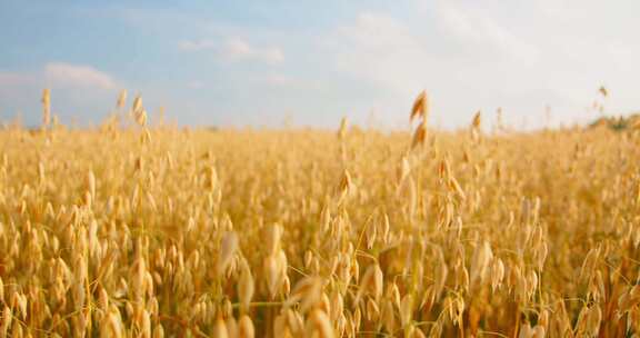 燕麦，田地，作物，收获