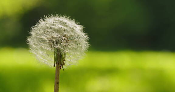 普通蒲公英，铁皮蒲公英——一朵被风吹开的花的特写镜头。在公园的绿草前拍摄。