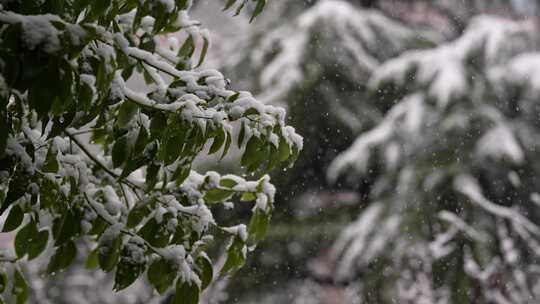 寒冷冬季公园绿化树木大雪空境升格