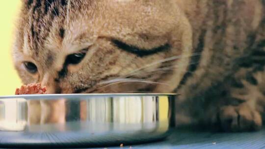 大脸猫猫吃罐头近景视频素材模板下载