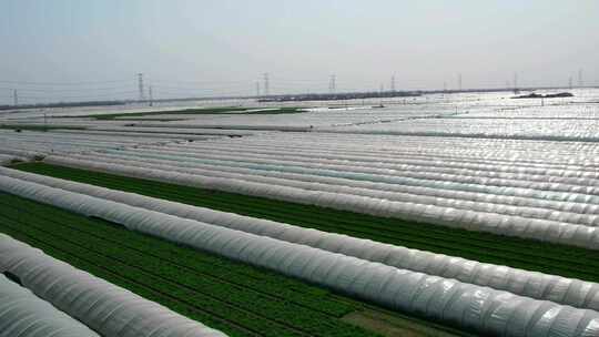 蔬菜大棚 航拍 农业 农村