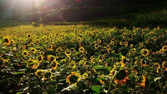 【原创】航拍大面积花海