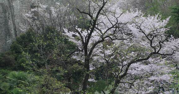 唯美春天南京古城墙鸡鸣寺樱花